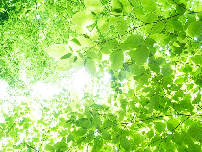 太陽光が透ける木々